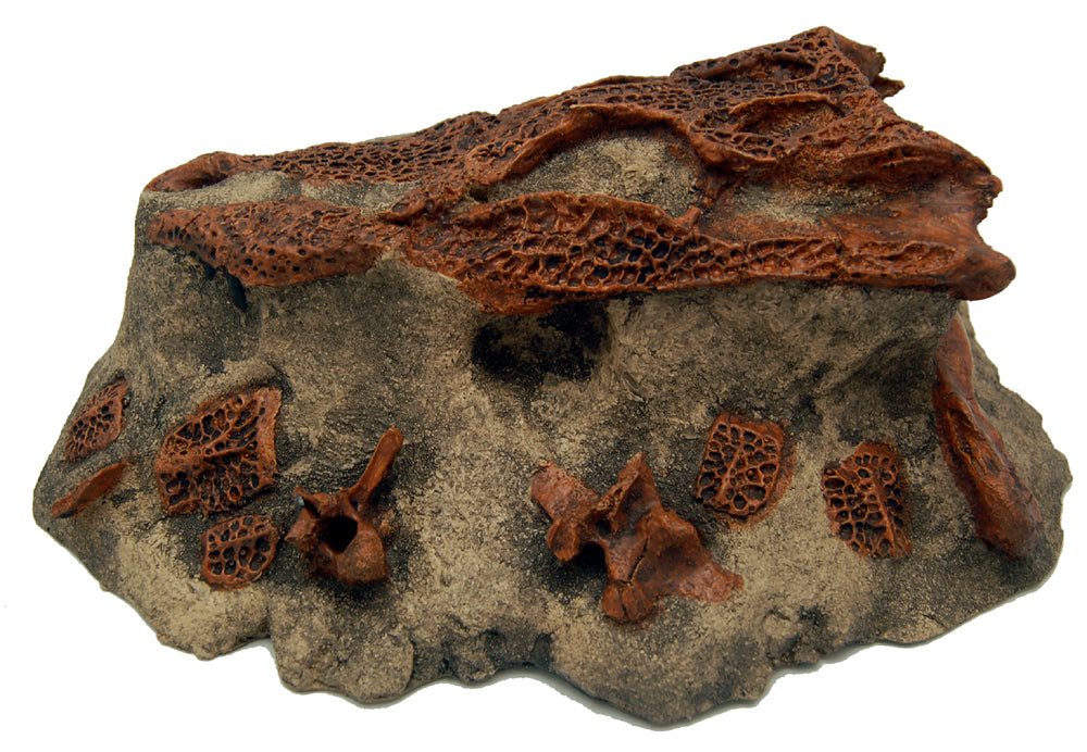 Brachychampsa montana, alligator skull cast replica Latimeria