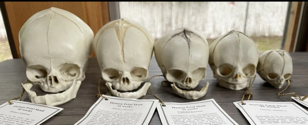 Bone Clones Fetal Human Skulls Set Of 5 Homo sapiens 20 To 40 Weeks Medical replicas casts reproductions