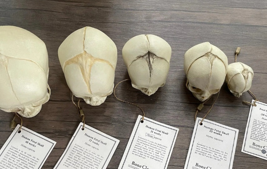 Bone Clones Fetal Human Skulls Set Of 5 Homo sapiens 20 To 40 Weeks Medical replicas casts reproductions