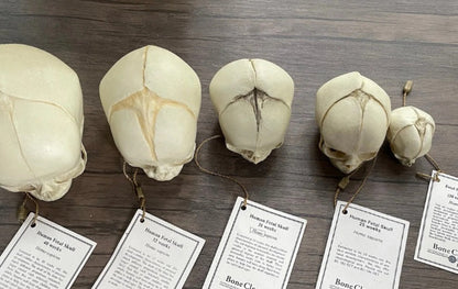 Bone Clones Fetal Human Skulls Set Of 5 Homo sapiens 20 To 40 Weeks Medical replicas casts reproductions