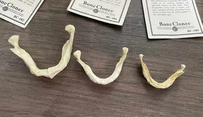 Bone Clones Fetal Human Skulls Set Of 5 Homo sapiens 20 To 40 Weeks Medical replicas casts reproductions