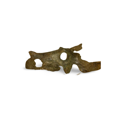 Brachyceratops Fossil Dinosaur skull for sale